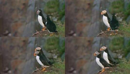 加拿大纽芬兰岛上美丽的海雀高清在线视频素材下载