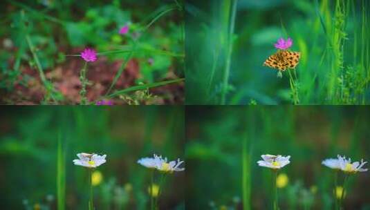 春季鲜花昆虫蝴蝶美丽高清在线视频素材下载