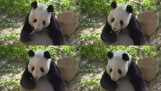 动物园大熊猫吃竹子玩闹嬉戏高清在线视频素材下载