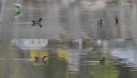 黑水鸡觅食高清在线视频素材下载