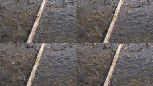 木头横在小溪水面上河水流动高清在线视频素材下载