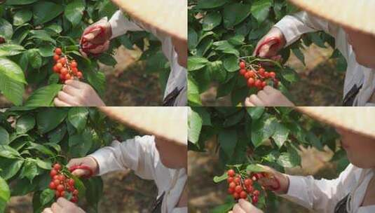 农业人员在樱桃园摘樱桃高清在线视频素材下载