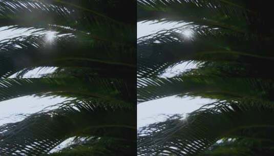 植物树叶阳光高清在线视频素材下载