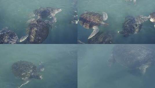 游向大海的海龟高清在线视频素材下载