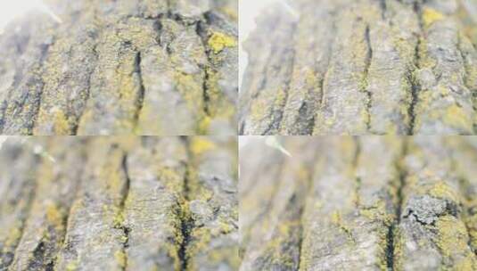 逆光微距树皮表面苔藓4K实拍高清在线视频素材下载