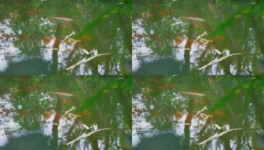 园林里池塘锦鲤鲤鱼高清在线视频素材下载