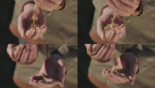 农夫拿着成熟的小麦种子高清在线视频素材下载