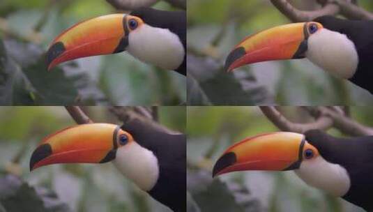 一只好奇的toco巨嘴鸟高清在线视频素材下载