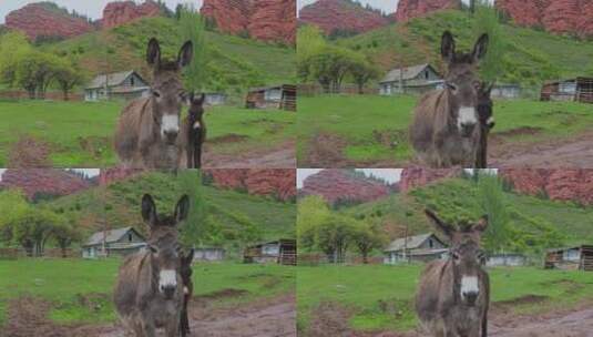草坪上的驴子高清在线视频素材下载