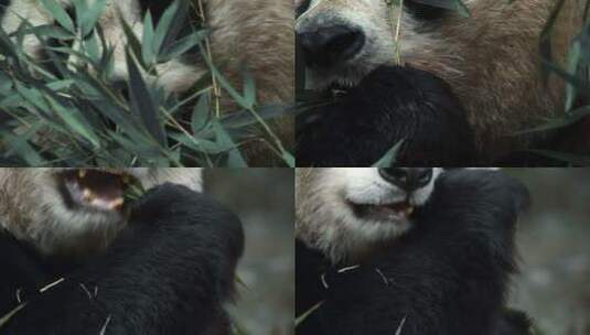 大熊猫吃竹叶近景特写高清在线视频素材下载
