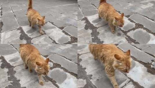 缅因猫长毛猫花猫流浪猫走路慢动作高清在线视频素材下载