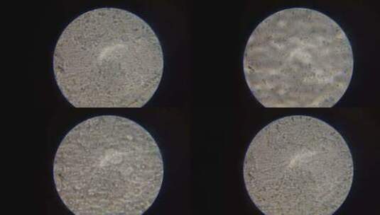 显微镜下精子运动1高清在线视频素材下载