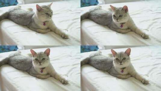 躺在白色床上的猫高清在线视频素材下载