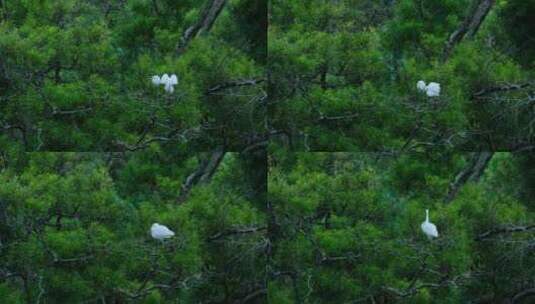 白鹭站在树枝上高清在线视频素材下载