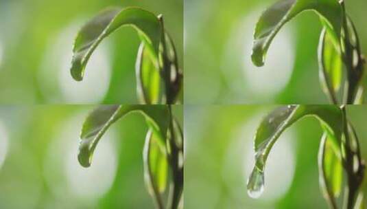 茶叶 茶树 特写 阳光 雨水15高清在线视频素材下载