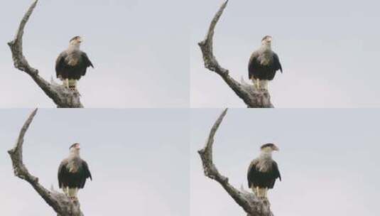 在枯枝上栖息的野鹰高清在线视频素材下载