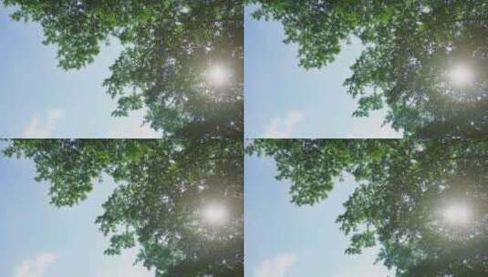 蓝天白云阳光透过树叶树木高清在线视频素材下载