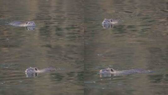 野生河豚（Myocastor coypus）在河水中游泳高清在线视频素材下载