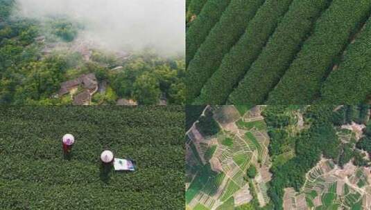 福鼎白茶 茶村采茶 茶田绿茶高清在线视频素材下载