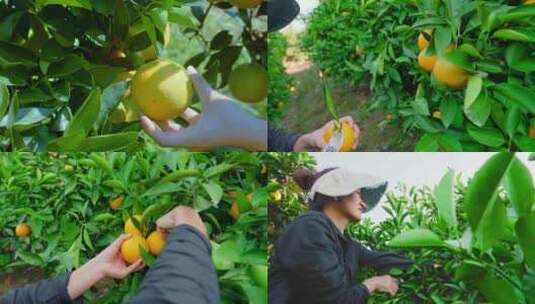 冰糖橙采摘水果丰收农业采摘橙子4K实拍高清在线视频素材下载