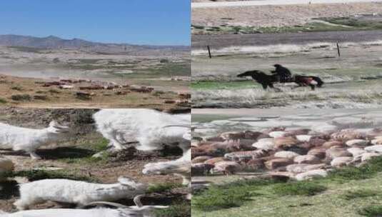 高清竖屏航拍新疆萨尔布拉克牛羊转场高清在线视频素材下载