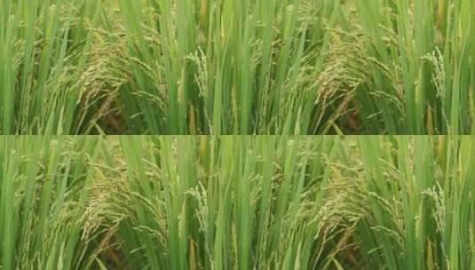 水稻稻穗稻谷高清在线视频素材下载