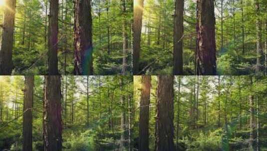 森林植物阳光植物茂密生长高清在线视频素材下载