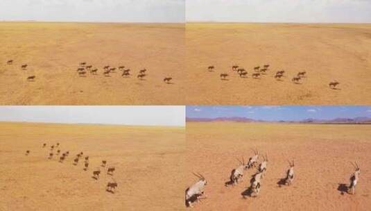 羚羊在玩耍国家保护动物野生羚羊生物科普高清在线视频素材下载