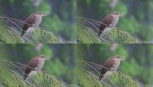 在树枝上栖息的池鹭升格镜头高清在线视频素材下载