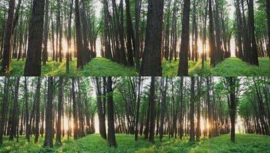 树林光影，阳光照进森林高清在线视频素材下载