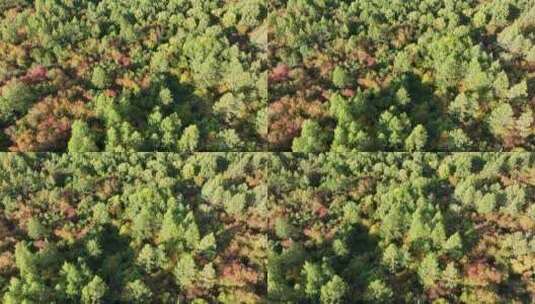 俯拍秋天湿地丛林七彩森林高清在线视频素材下载