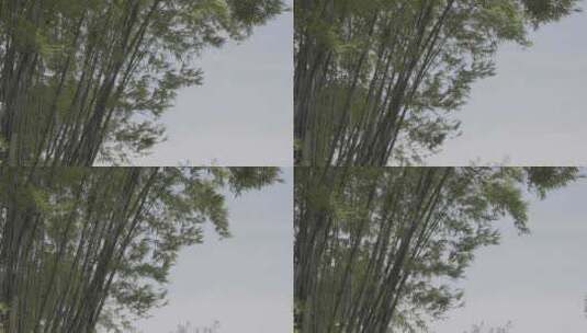 风吹动竹子-50帧高清在线视频素材下载