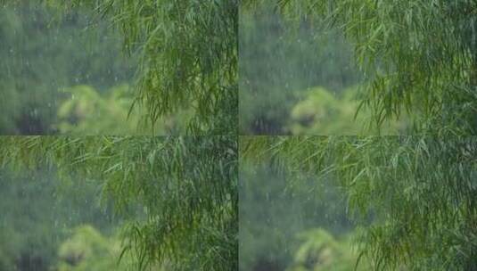 雨季、谷雨、下雨、雨中摇摆的柳树000_1高清在线视频素材下载