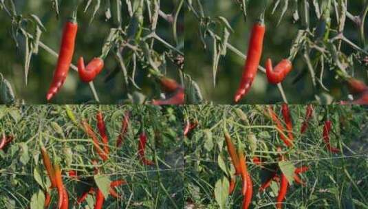 乡村振兴辣椒种植红色辣椒特写高清在线视频素材下载