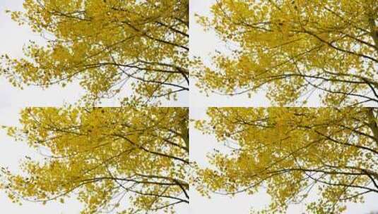 【正版4K素材】新疆白桦树树叶高清在线视频素材下载