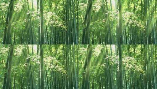 阳光下的意境竹林高清在线视频素材下载