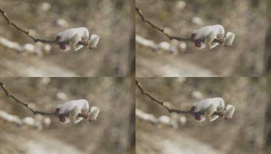 早春毛茸茸的杨树枝丫上覆盖着白色的积雪高清在线视频素材下载
