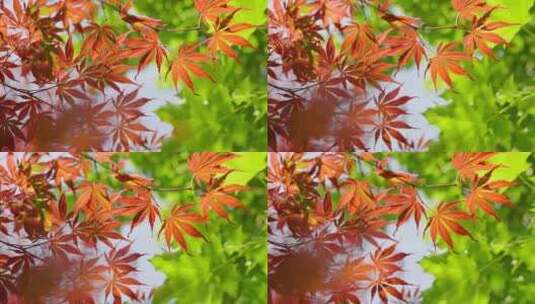 枫叶 红色 树叶 秋天高清在线视频素材下载
