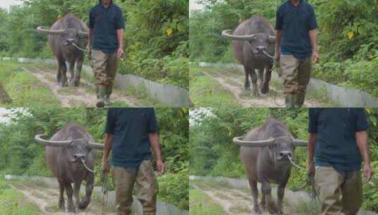 农村农民伯伯牵着亚洲水牛高清在线视频素材下载