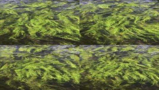 山东济南趵突泉绿色清澈水底水草摆动特写高清在线视频素材下载