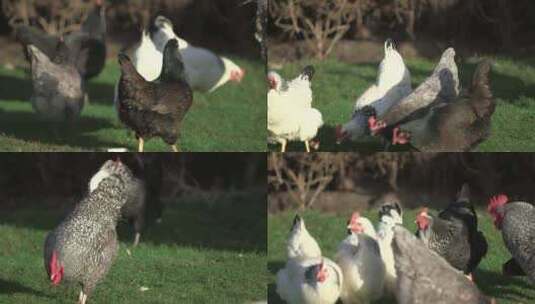 养鸡 养鸡场 农场鸡 散养鸡 养殖鸡高清在线视频素材下载