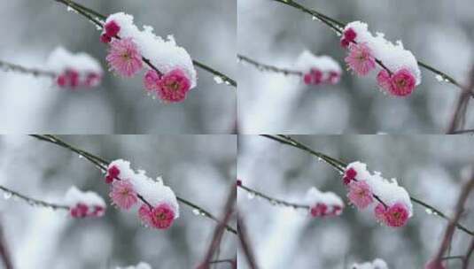 冬季下雪红梅花盛开红梅傲雪高清在线视频素材下载