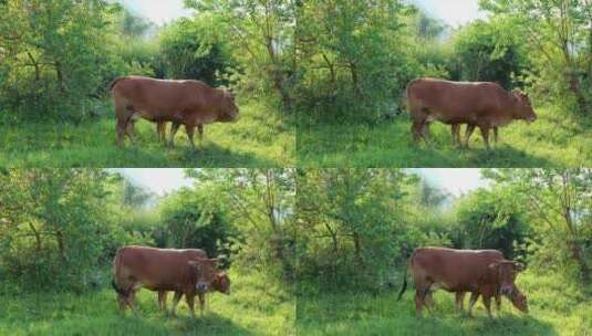 放牧黄牛牛吃草优质肉牛高清在线视频素材下载