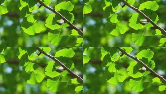 阳光透过树叶，夏天银杏树叶的绿色背景光影高清在线视频素材下载