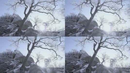 冬季雾凇唯美实拍高清在线视频素材下载