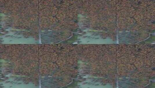 杭州青山湖水杉水上森林公园秋色航拍高清在线视频素材下载