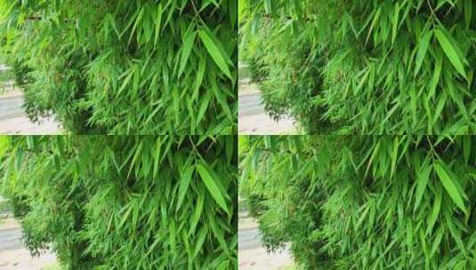 竹海竹林竹子高清在线视频素材下载