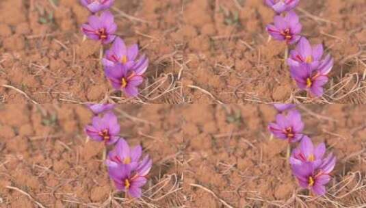 藏红花花朵高清在线视频素材下载