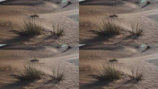 沙漠里的植物高清在线视频素材下载