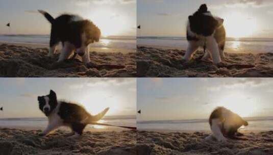 黄昏小狗在沙滩上玩耍高清在线视频素材下载